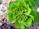  Euphorbia Helioscopia Extract 